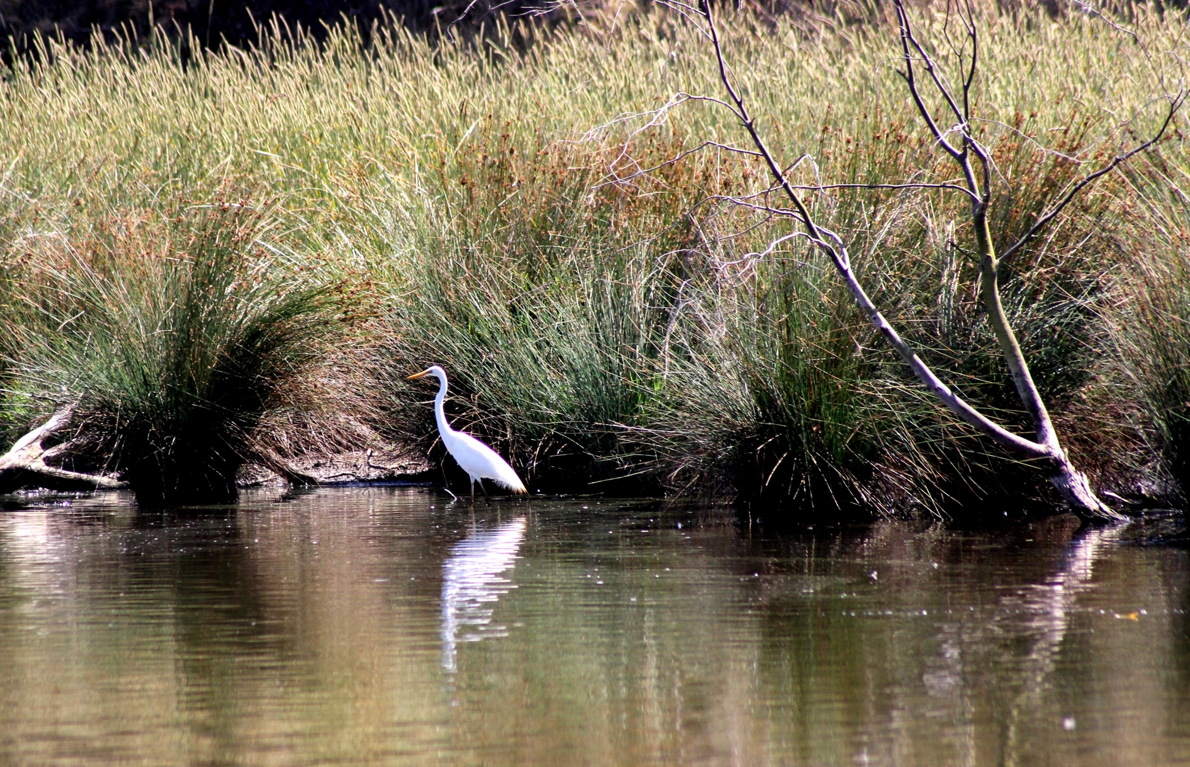 a bird stands in the water beside some vegetation