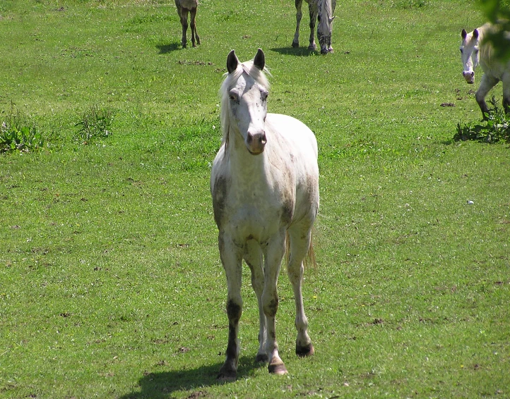 several white horses in a green field of grass