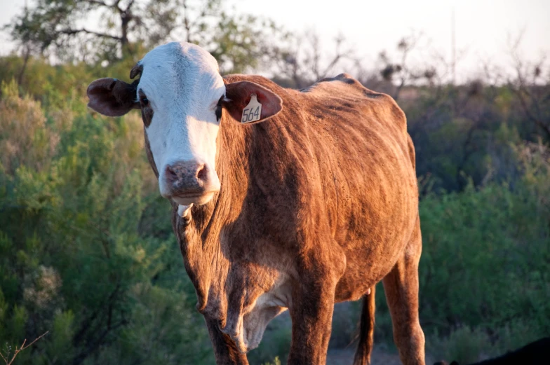 a large brown cow standing in the grass