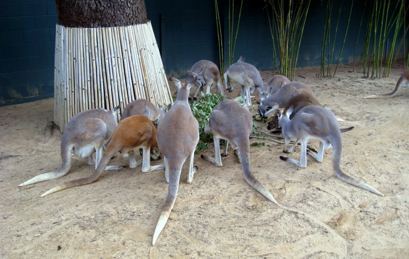 an image of many small kangaroos together