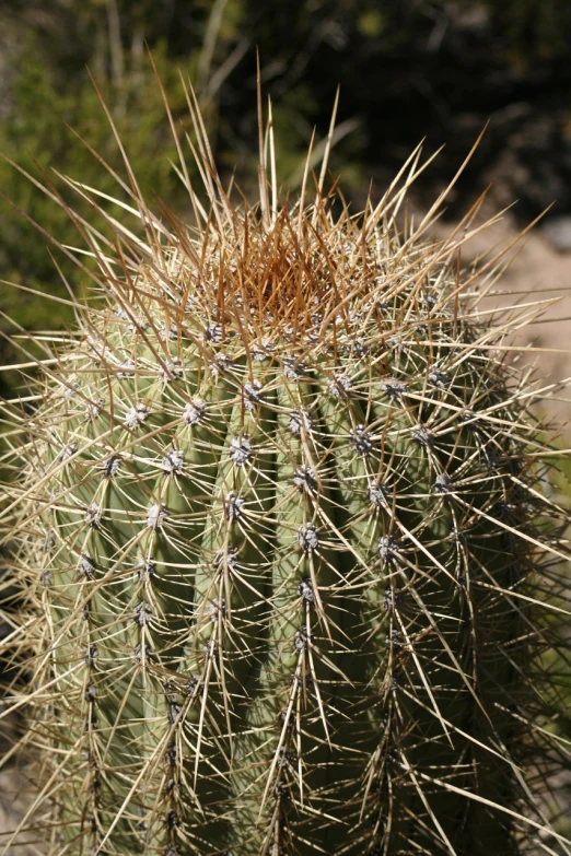 close up of large cactus with small white flowers