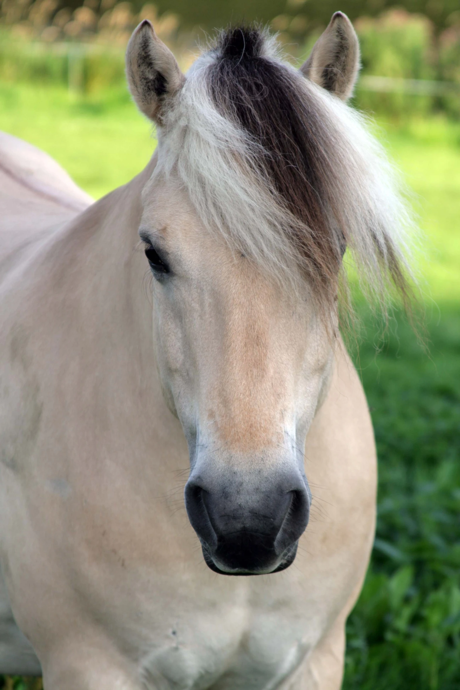 a white and black horse is standing on some grass