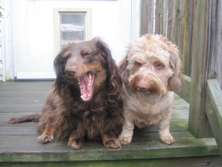 two dogs on a deck with one showing his teeth