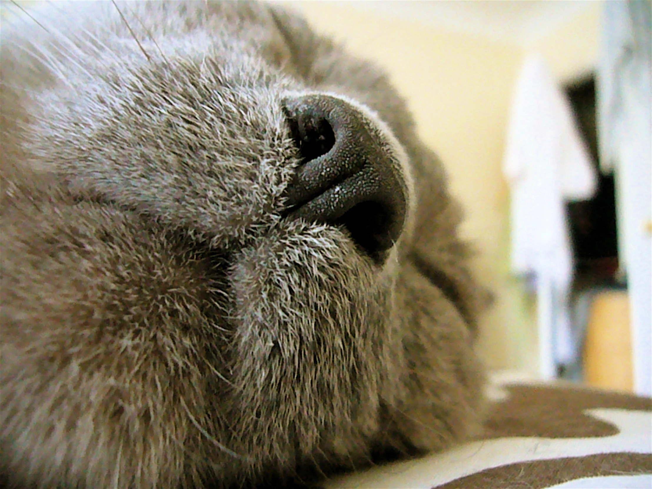 the nose of a very cute furry animal