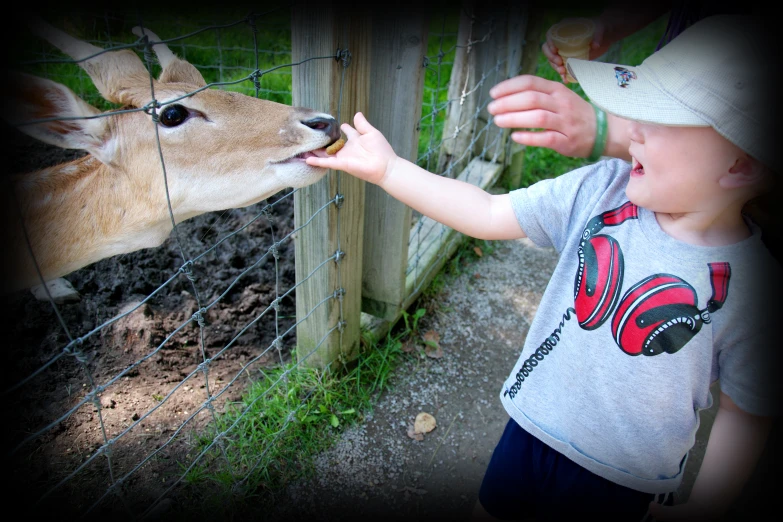 a boy feeding soing to an animal that's in its pen