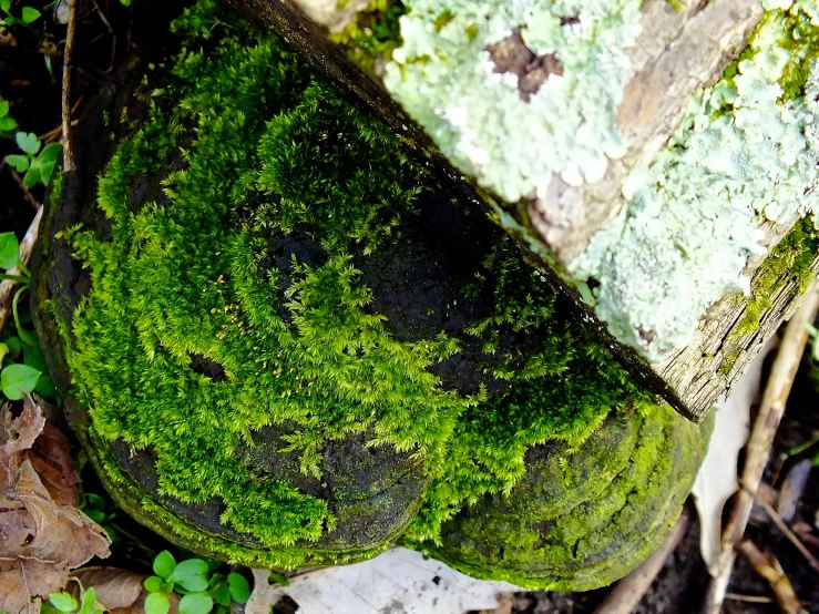 the mossy rocks are covering them and are still growing