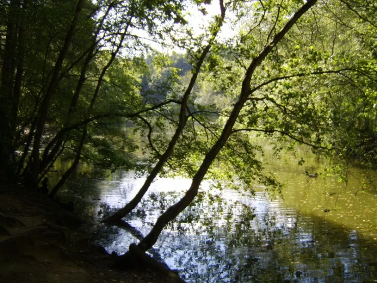 a body of water surrounded by a forest