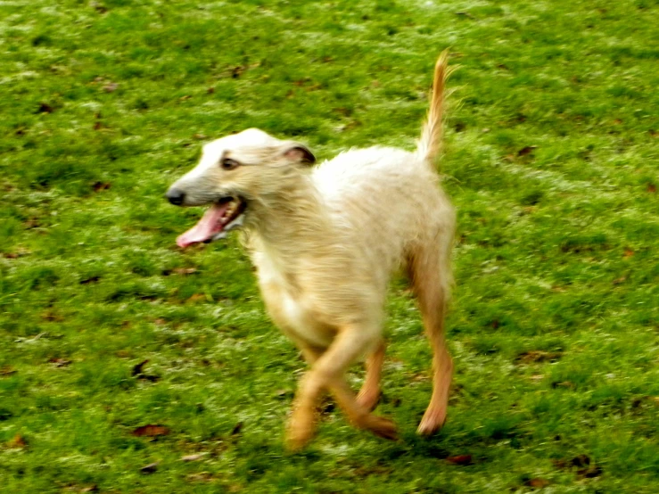 a small dog runs in a field while looking at the camera