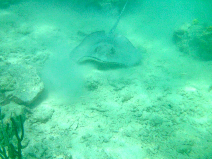 a close up of an underwater animal laying in the sand