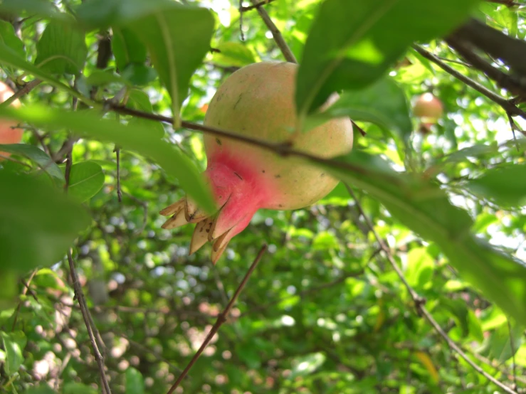 fruit growing in a tree during the day