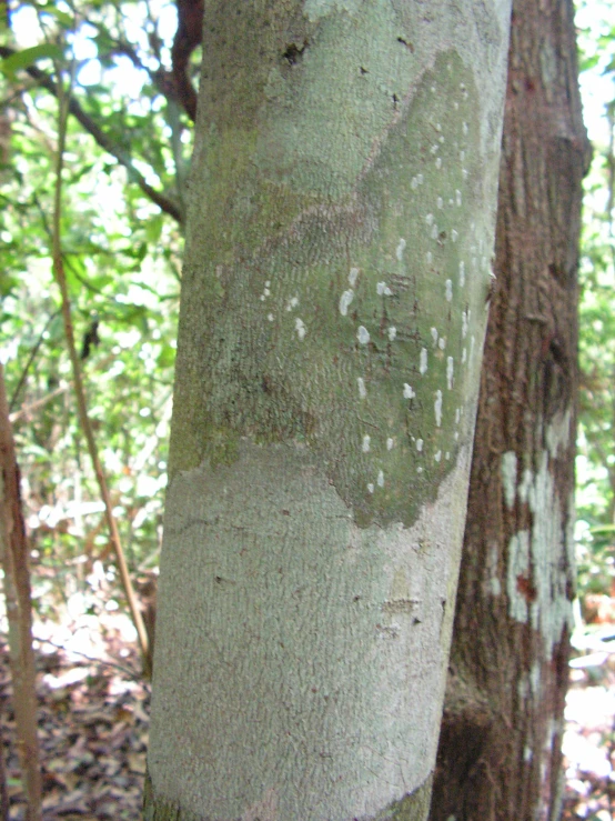 a tree trunk with white marks on it
