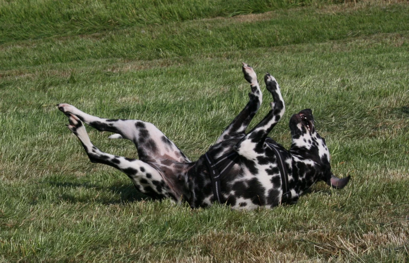 a dalmatian laying on its back in a field