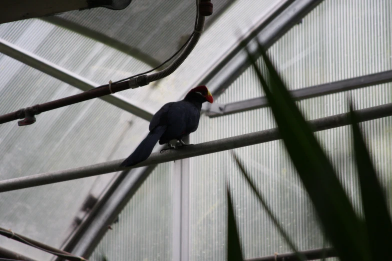 there is a colorful bird sitting on the ledge