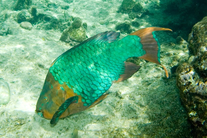 a fish is sitting on the sandy bottom