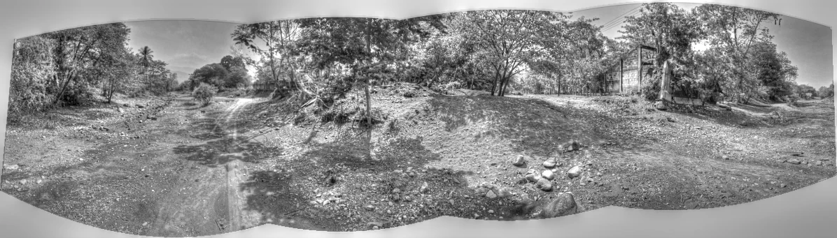 a forest scene with trees on the bank