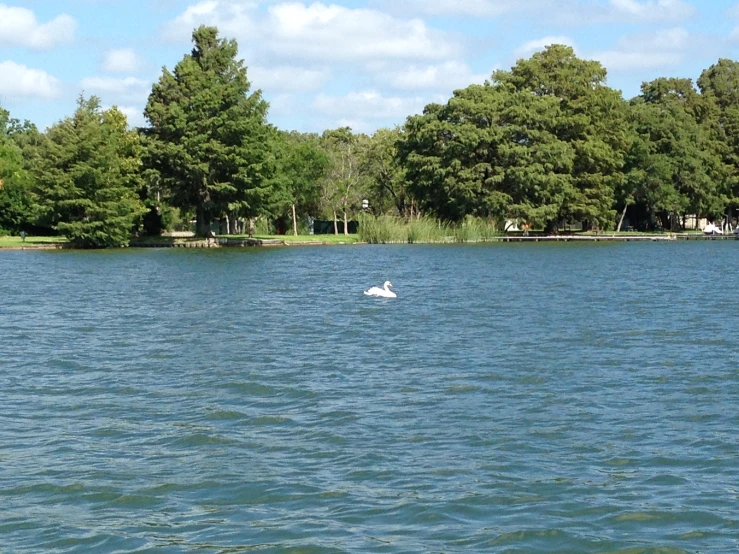 a single white bird is floating in the water
