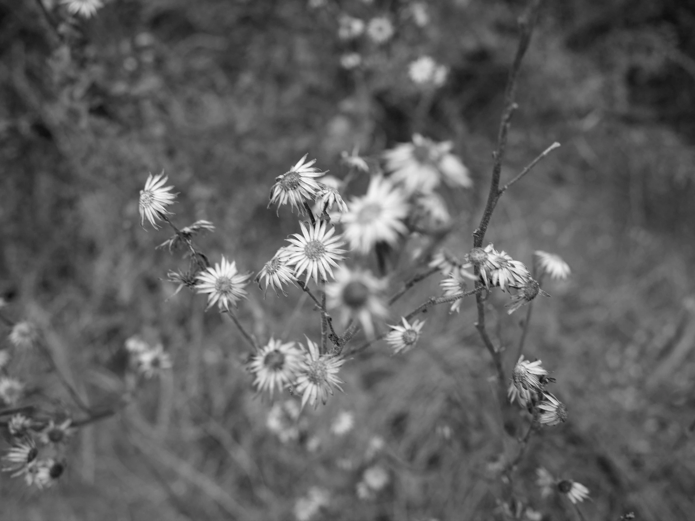 the white flowers are blooming in the field