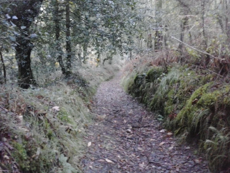 a trail surrounded by lush green trees and ferns