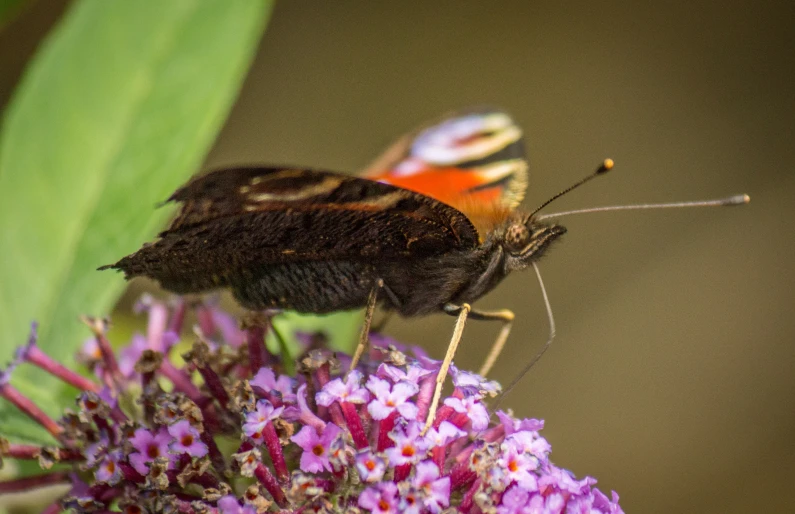 a erfly on some purple flowers with one wing folded