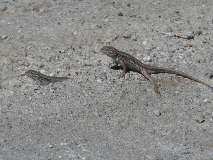 a couple of lizards walking across a sandy field