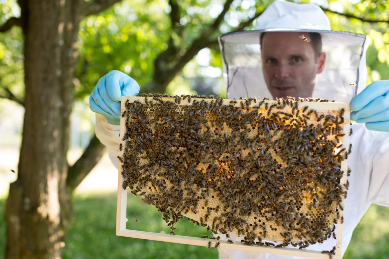 a man in white beesuit suit holding up a square frame with beehibs on it