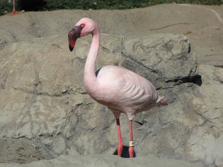 a white bird with pink feathers standing on rocks
