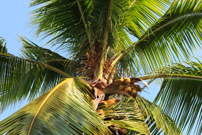 palm trees with some coconuts on the ground