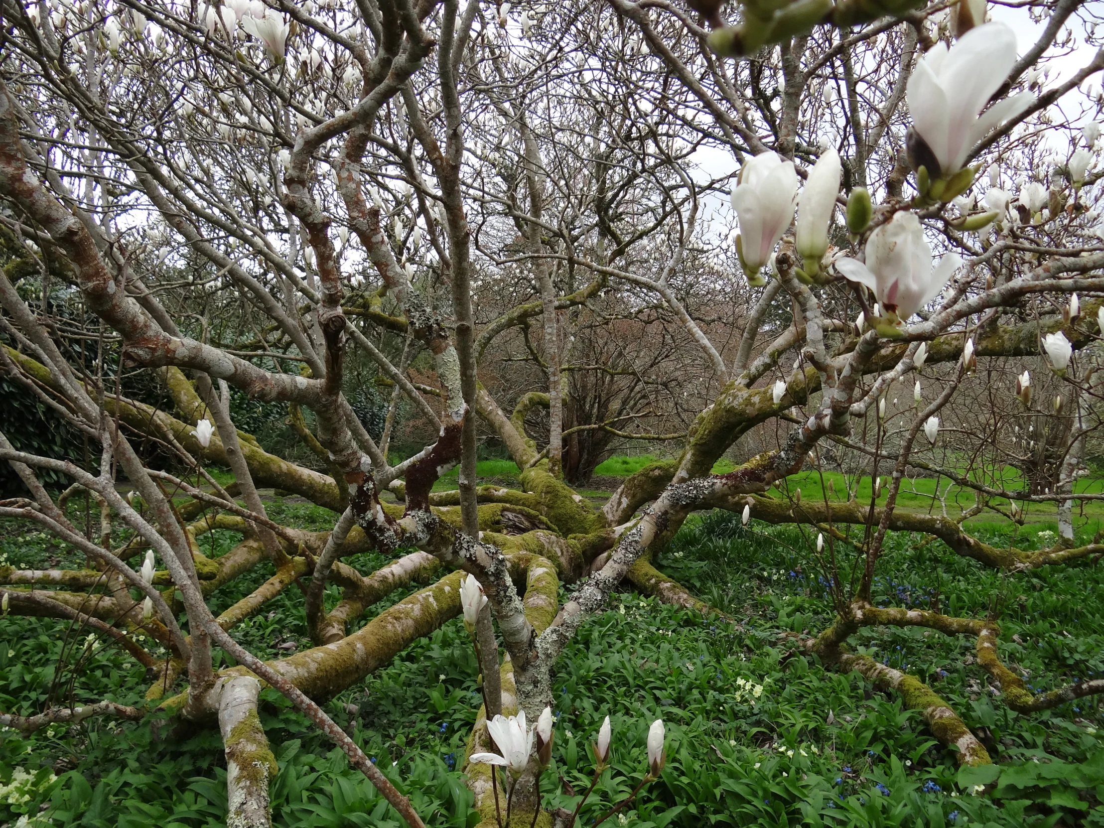 many large flowers growing from trees in a forest