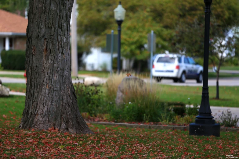 the car is driving on the street near a tree