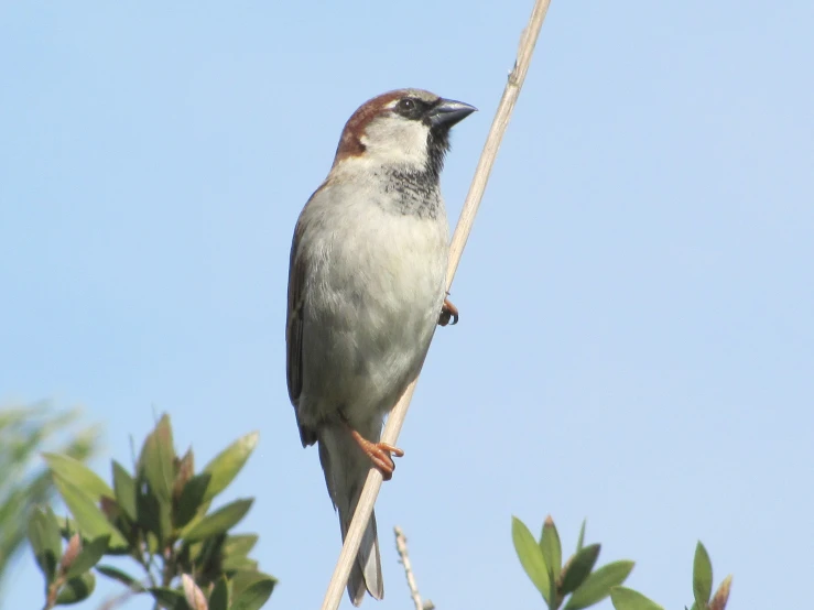 a bird sits on top of a nch