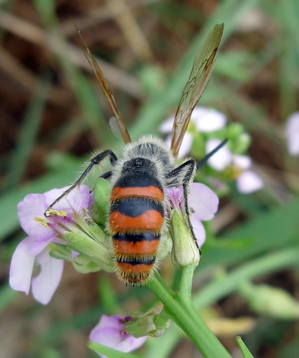 the fly is sitting on top of the flower