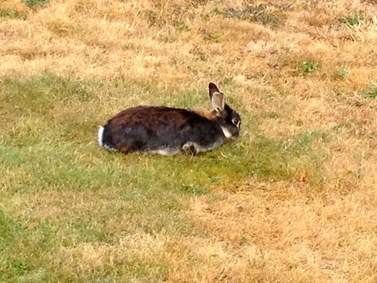 a rabbit is laying on the grass and looking