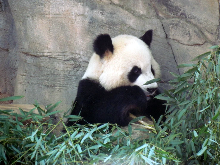 a panda is sitting on the rocks and eating bamboo