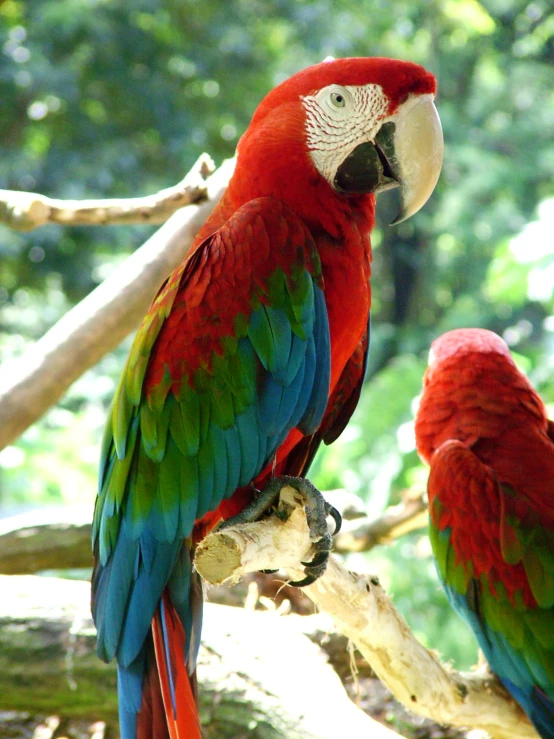 two colorful birds perched on top of a tree nch