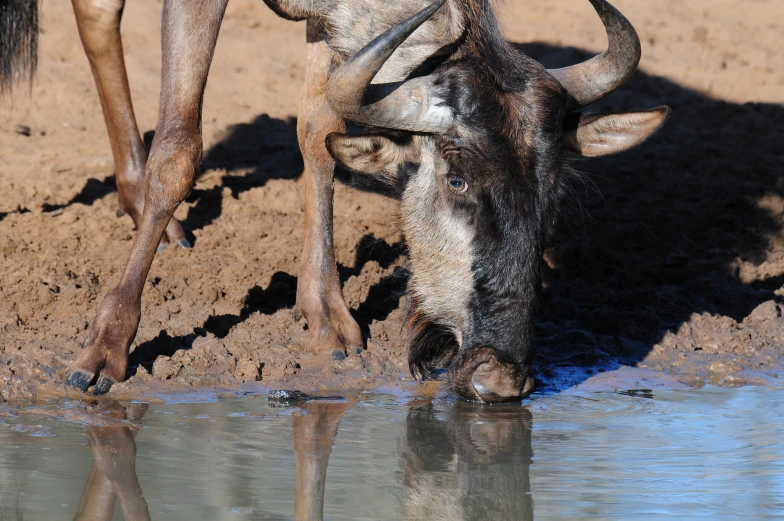 this is a close up image of a water buffalo drinking water from a lake