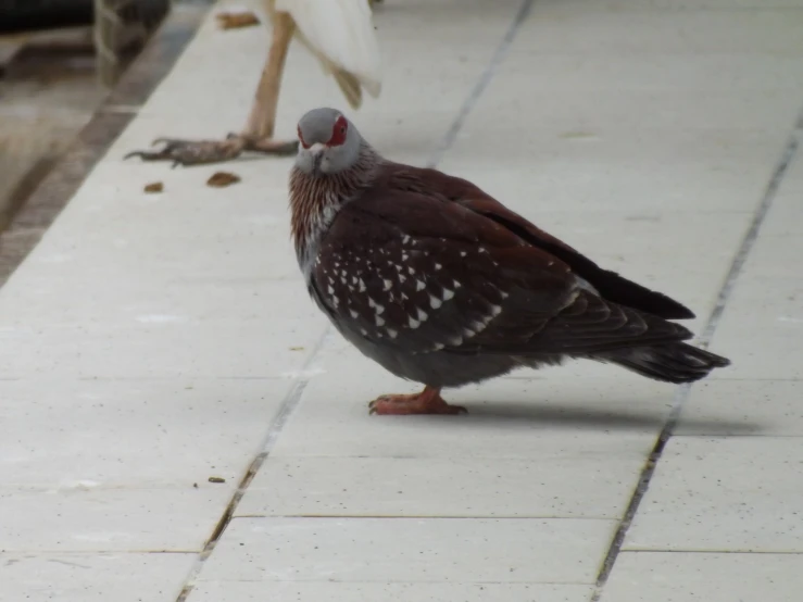 one bird standing on the ground while another is resting in the water