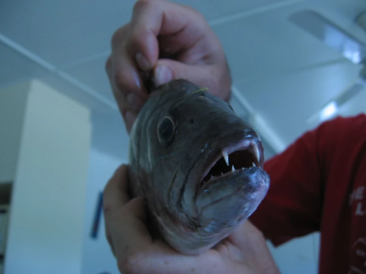 a person holding a fish with its mouth open