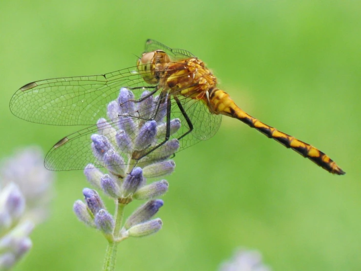 a orange dragon flys in the middle of a flower