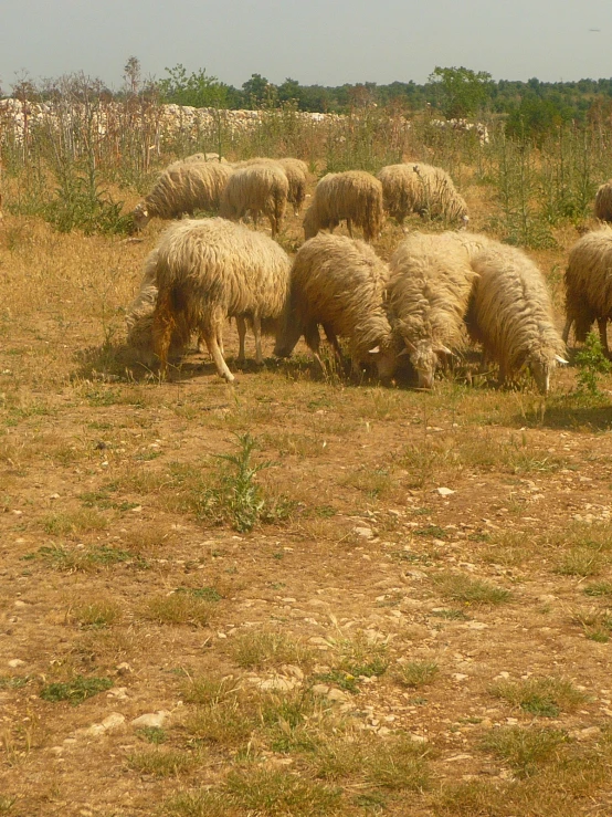 a group of sheep grazing in a field together