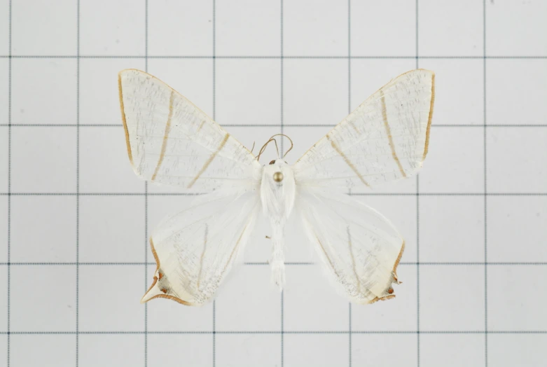 a white and gold insect on a white tile