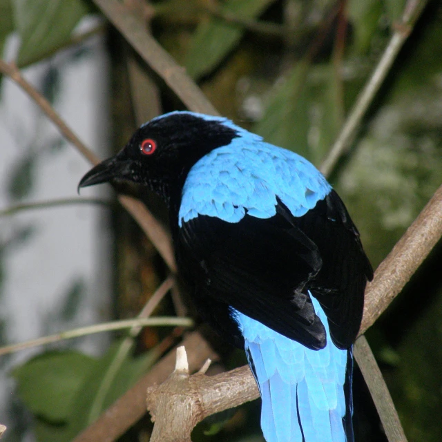 a small blue and black bird sits on a tree nch