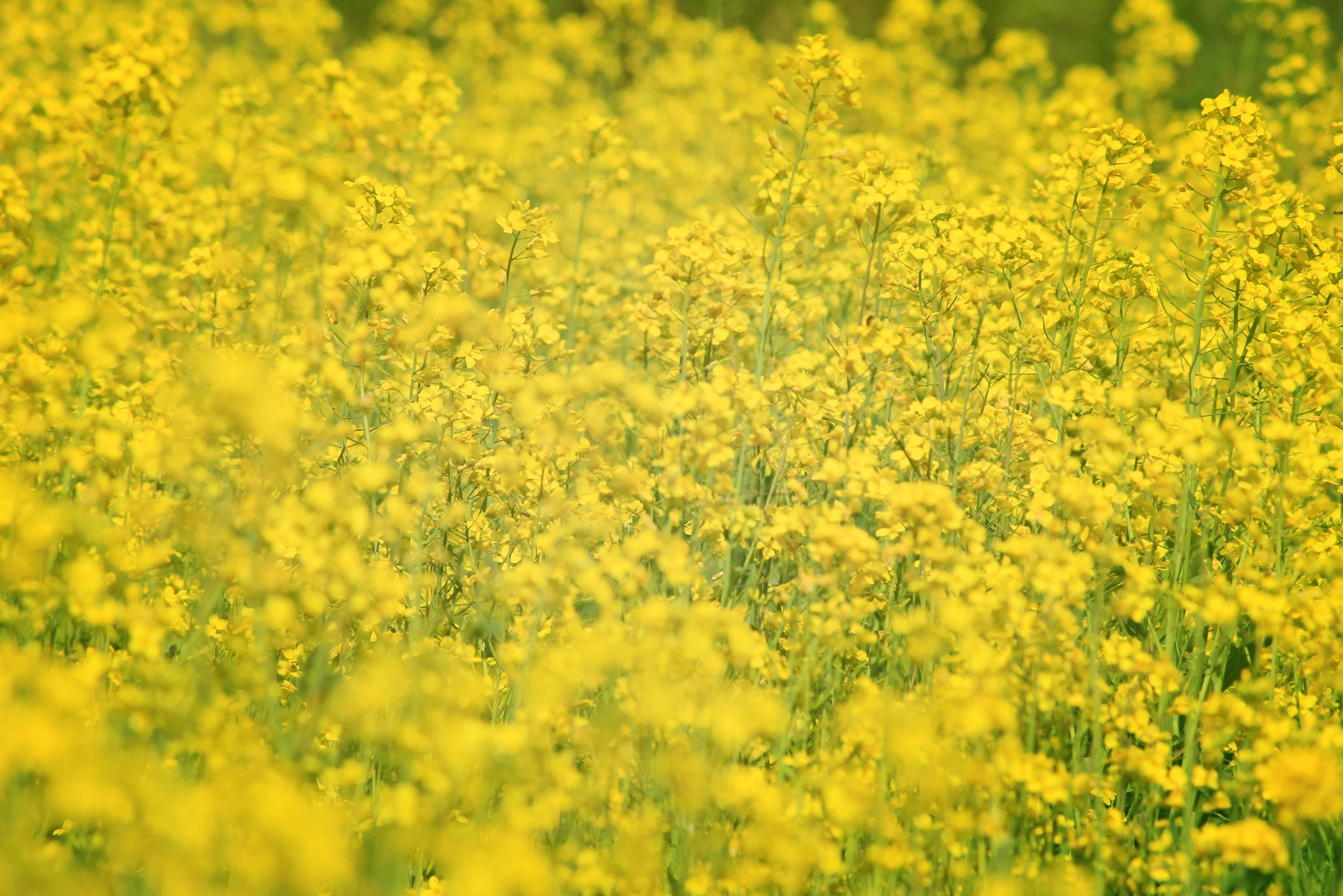 there is a yellow flower field in front of a green background