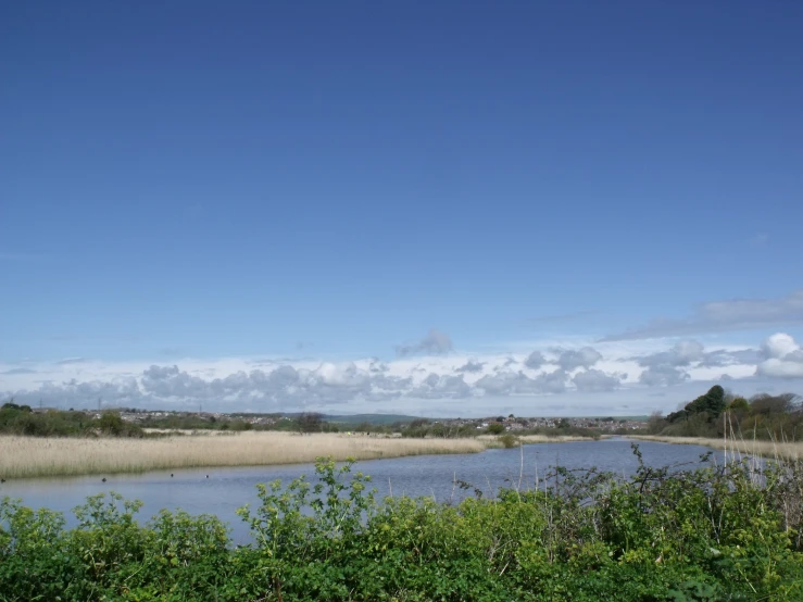 a body of water surrounded by grass and bushes