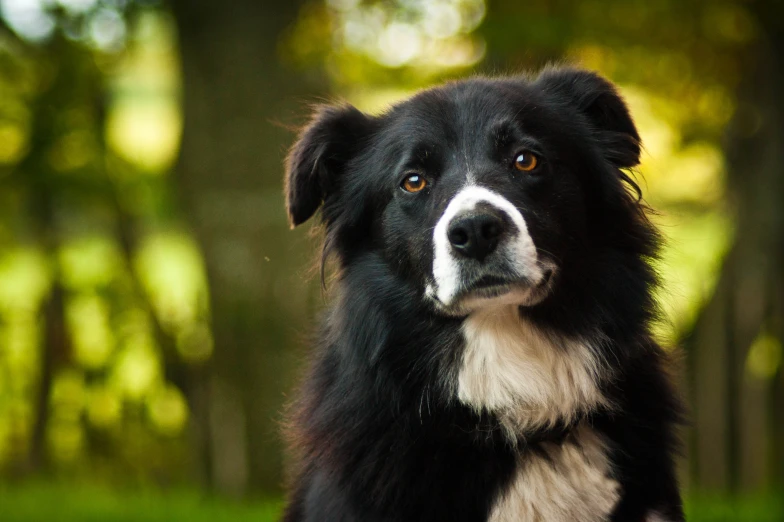 a dog sitting outside looking into the camera