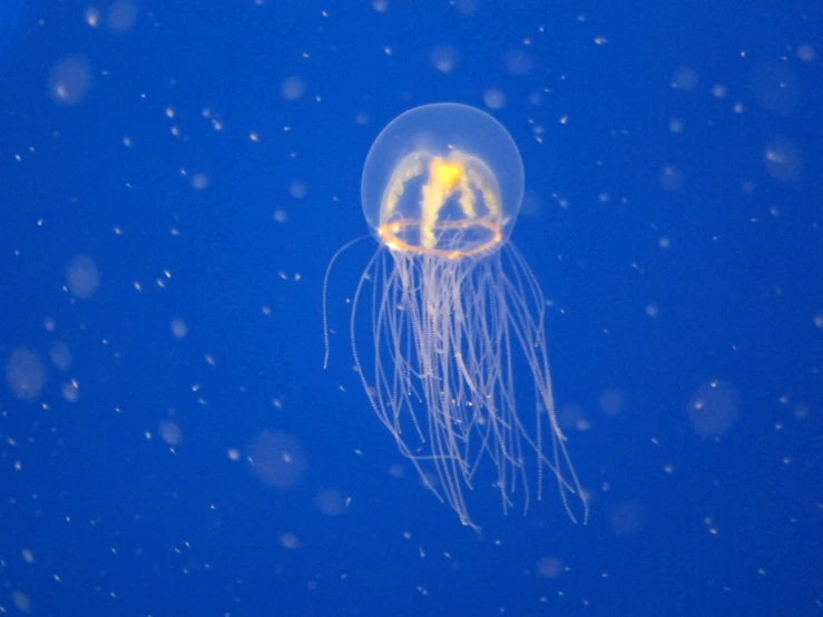 a yellow jellyfish in an ocean with water bubbles