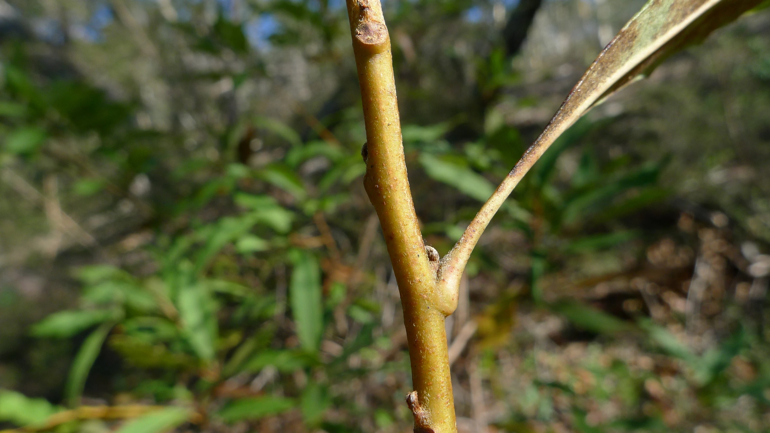 small sprouts and brown stems from a tree in the woods