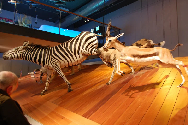 a ze and two antelope running on a wooden floor