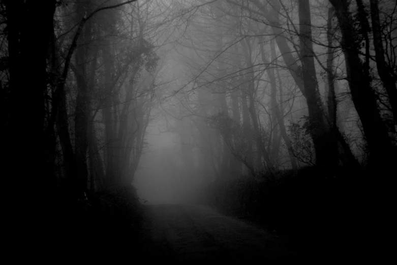 fog in the forest is dark and creepy