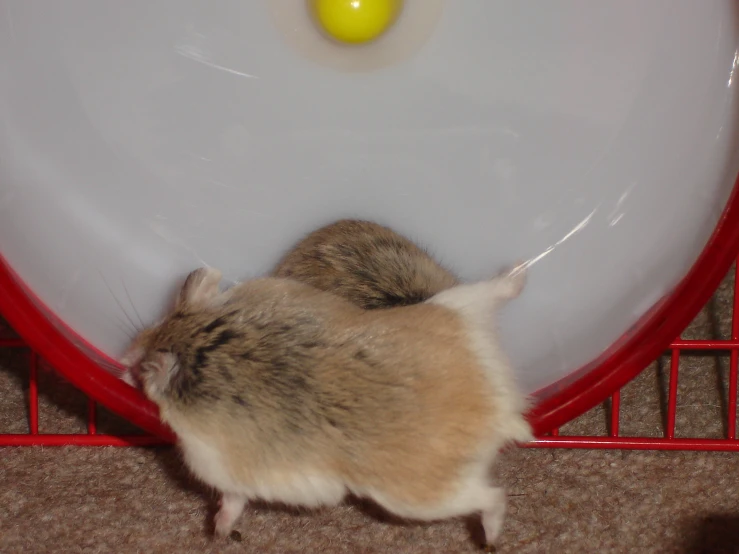 a baby hamster standing next to an empty plastic plate