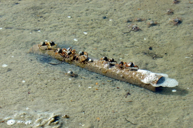 some birds sitting on top of a concrete tube in the water